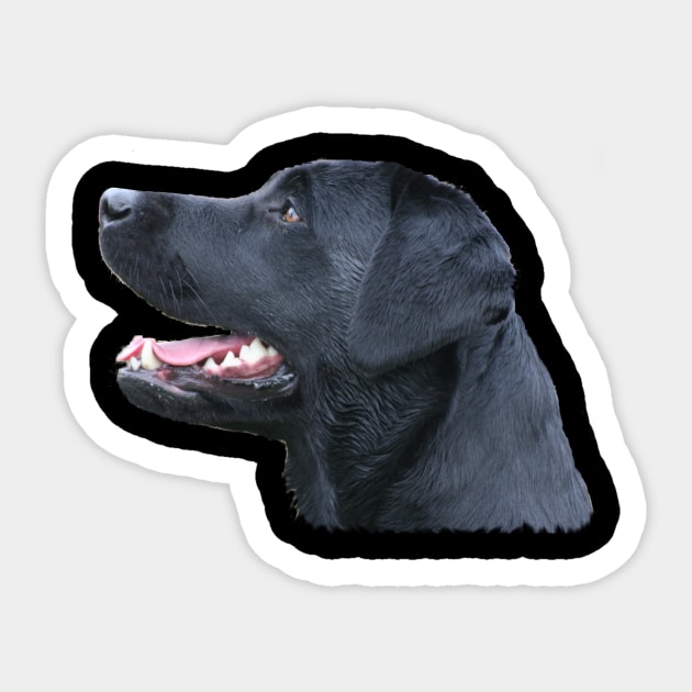 Black Labrador Sticker by dodgerfl